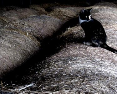 Almost Hay Season Image